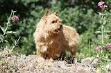 NORWICH TERRIER 081